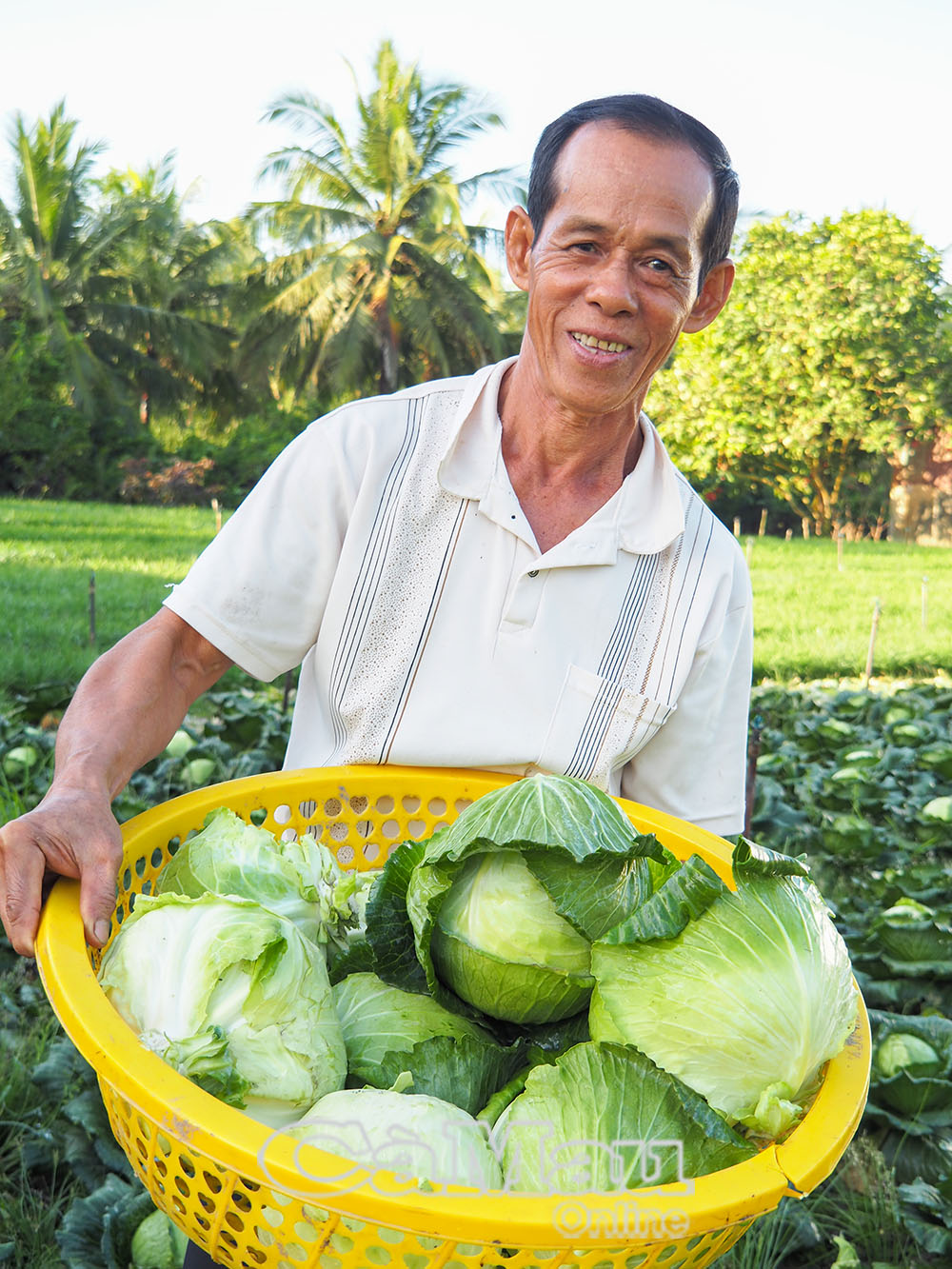 Trồng loại rau được ví như thuốc chữa bệnh, nông dân một xã của tỉnh Thái Bình thu ngay 10 tỷ đồng