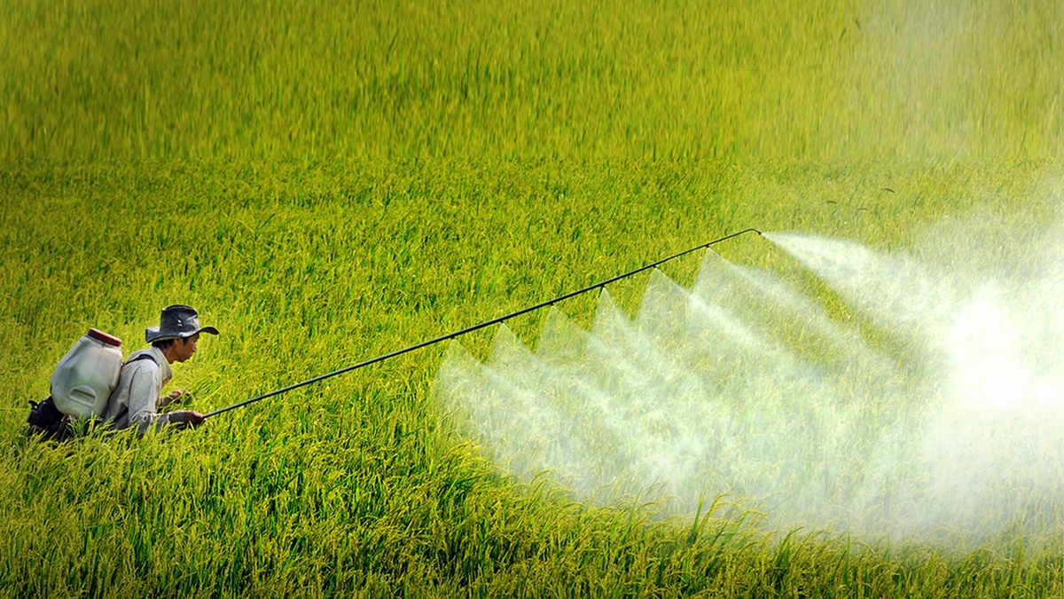 ​Giám sát chặt chẽ bệnh đạo ôn gây hại lúa đông xuân